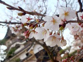 080327犬山城の桜.jpg