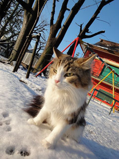 100202雪原に立つ猫.jpg