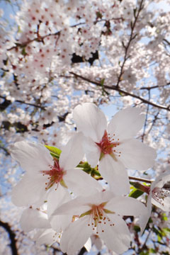 110413桜.jpg