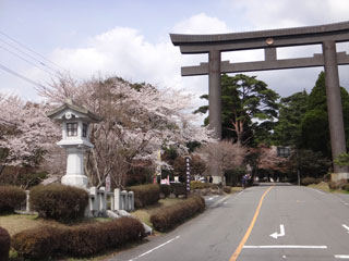 120406霧島神宮の桜.jpg