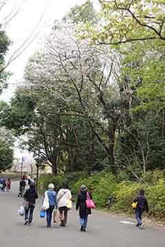 190415桜c.jpg