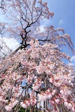 110419桜の滝・午後.jpg