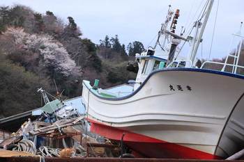 110421津波に襲われた港の桜、と猫.jpg
