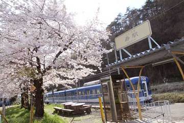 110425寿駅の桜.jpg