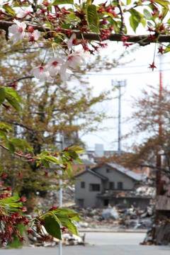110505石巻の桜.jpg