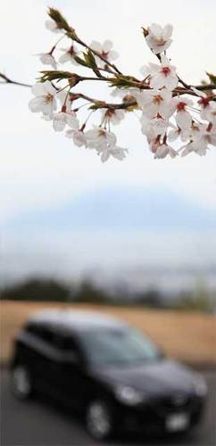 120406桜島と桜.jpg