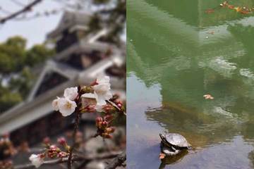 130323熊本城桜と亀.jpg