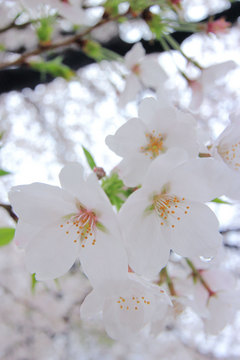 140403川口の桜a.jpg