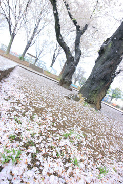 140403川口の桜c.jpg