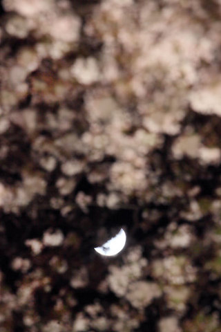 140407桜の中に月70.jpg