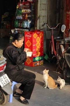 150115ベトナムの猫a.jpg