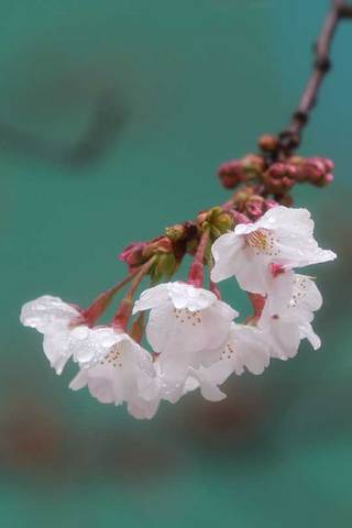 160325桜.jpg
