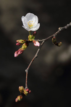160327桜a.jpg