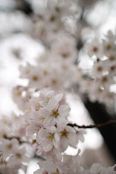 160404雨の桜a.jpg