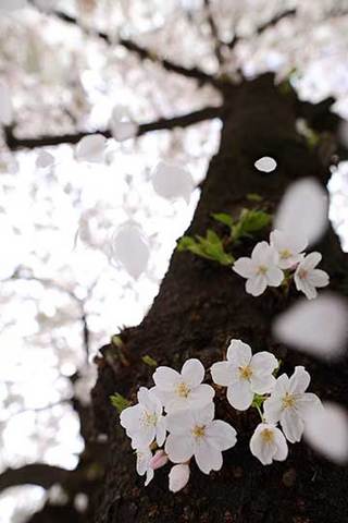 160406桜吹雪.jpg