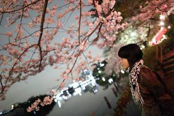 160408夜桜a.jpg