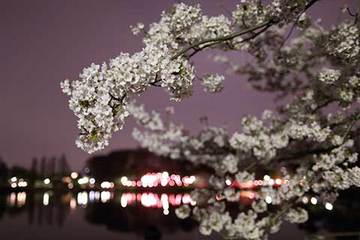 160408夜桜b.jpg