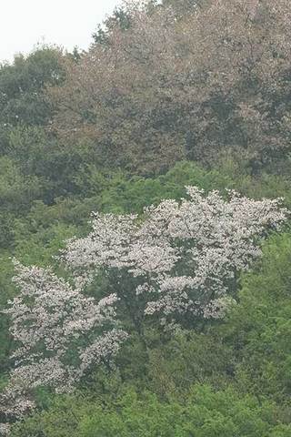 160408雨の桜.jpg