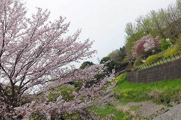 160410桜a.jpg