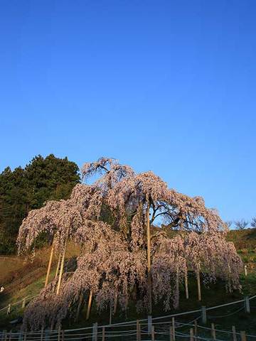 160412朝陽の滝桜.jpg