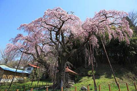 160414地蔵桜.jpg