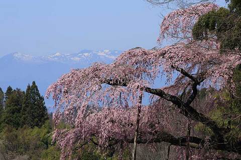 160414地蔵桜と安達太良.jpg