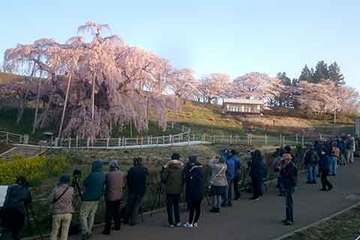 160414滝桜カメラマニア.jpg