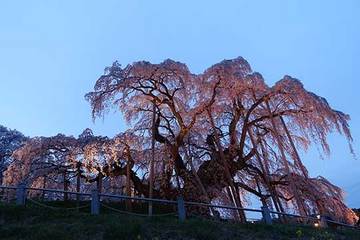 160414滝桜ライトアップ.jpg