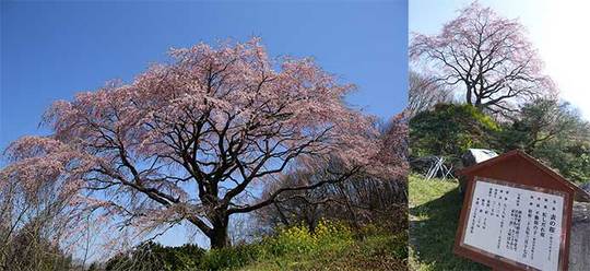 160414表の桜.jpg