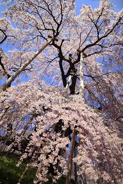 160416滝のように桜.jpg