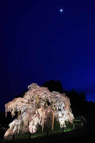 160416滝桜に三日月.jpg