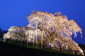 160416滝桜ライトアップa.jpg