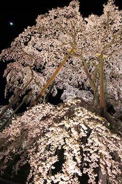 160416滝桜ライトアップb.jpg