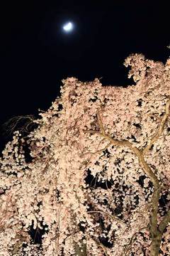 160416滝桜ライトアップc.jpg