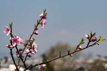 170403桜と富士.jpg