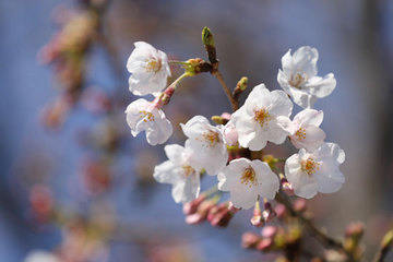 170403桜は一分.jpg