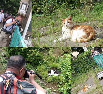 170527江の島猫撮影.jpg