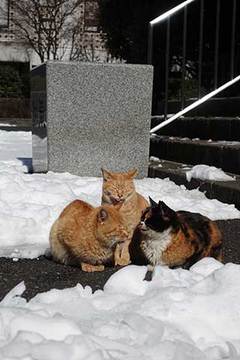180127新宿の猫.jpg