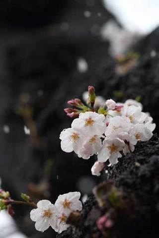 180322桜に雪b.jpg