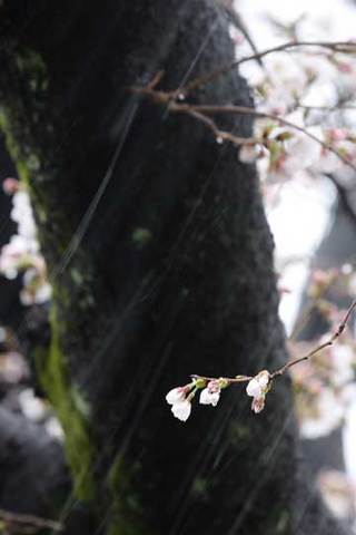 180322桜に雪c.jpg