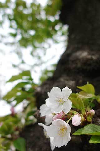 180405桜の生き残り.jpg