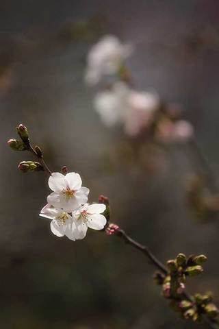 190323桜a.jpg