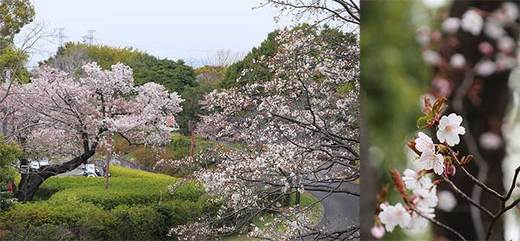 190415桜a.jpg