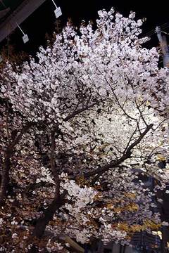 200321横浜の桜.jpg