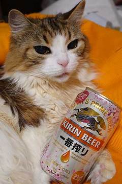 210214桜なビール.jpg