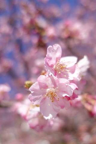 220226桜.jpg