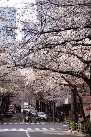 220328都心の桜.jpg
